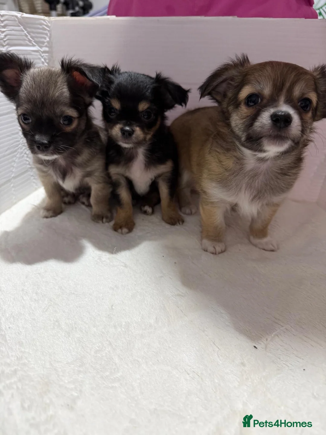 Chihuahua dogs for sale: Adorable Chihuahua puppies 1 girl and 2 boys in London - Advert 1