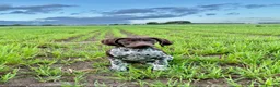 German Shorthaired Pointer dogs for sale: KC Registered German Shorthaired Pointer Puppies - Advert 17