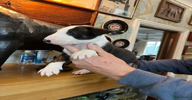 English Bull Terrier dogs - Advert 3
