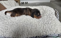 Cocker Spaniel dogs for sale: KC Registered Cocker Spaniels ready for Christmas - Image 4