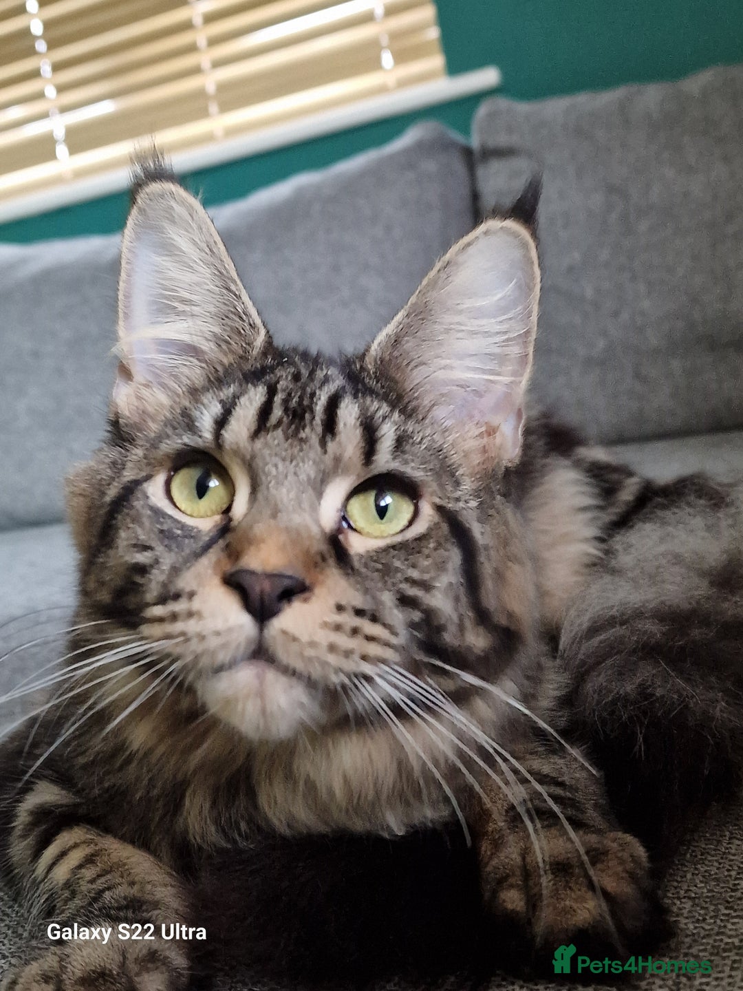 Maine Coon cats for sale: 🍁🍂Good females🏡🎯📣 - Image 11