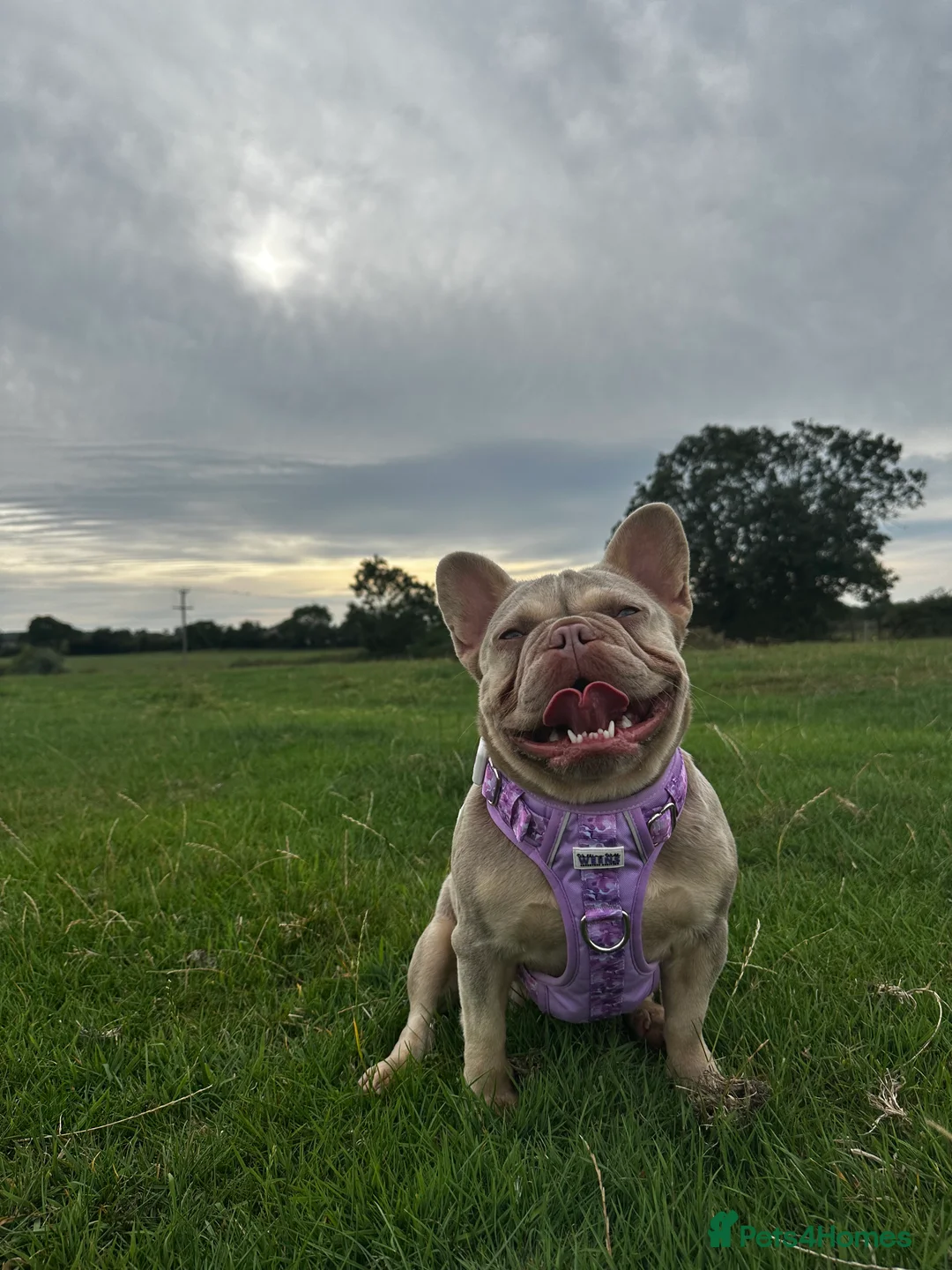 French Bulldog dogs for sale: Sad rehoming  - Advert 3