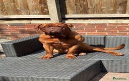 Dogue De Bordeaux dogs for sale: 🐾 Dogue De Bordeaux – Loving Pair for Sale 🐾 - Image 3