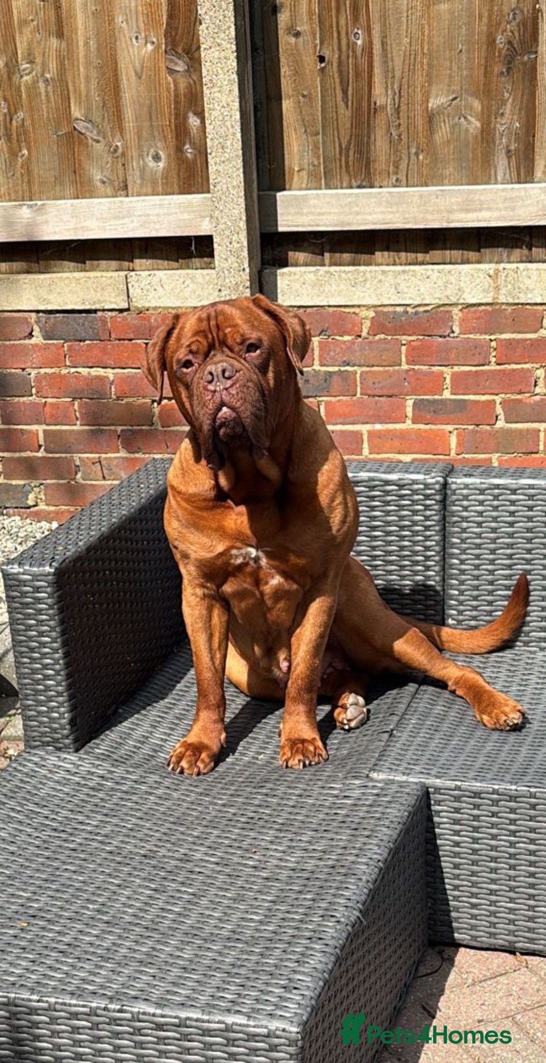 Dogue De Bordeaux dogs for sale: 🐾 Dogue De Bordeaux – Loving Pair for Sale 🐾 - Image 3