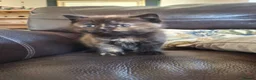 Persian cats for sale: Persian Cross Kittens for Sale - Advert 9