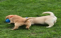 Golden Retriever dogs for sale: KC GOLDEN RETRIEVER PUPPIES HEALTH TESTED PARENTS  - Image 29