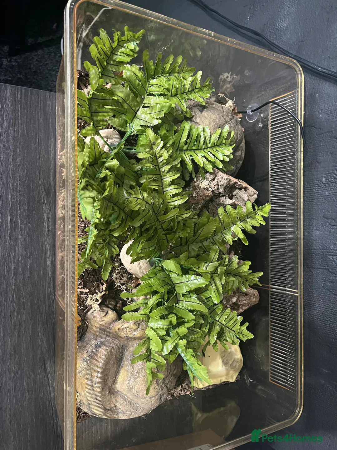 Milk Snake reptiles for sale: Pueplan milk snake  - Advert 3