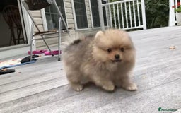 Pomeranian dogs for sale: Pomeranian puppy  - Image 6