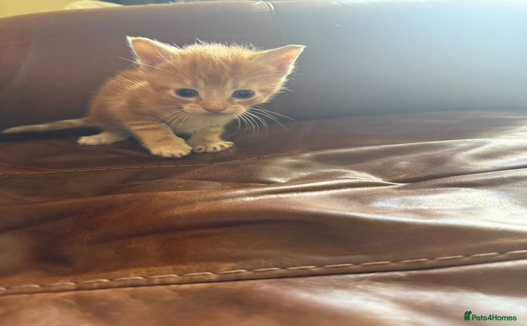 Domestic Shorthair cats - Advert 4