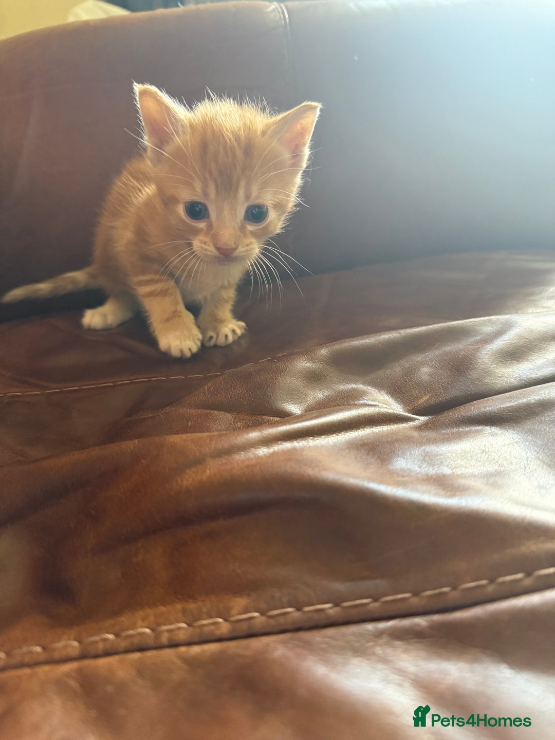 Domestic Shorthair cats for sale: 3 tabby 2 ginger - Image 1