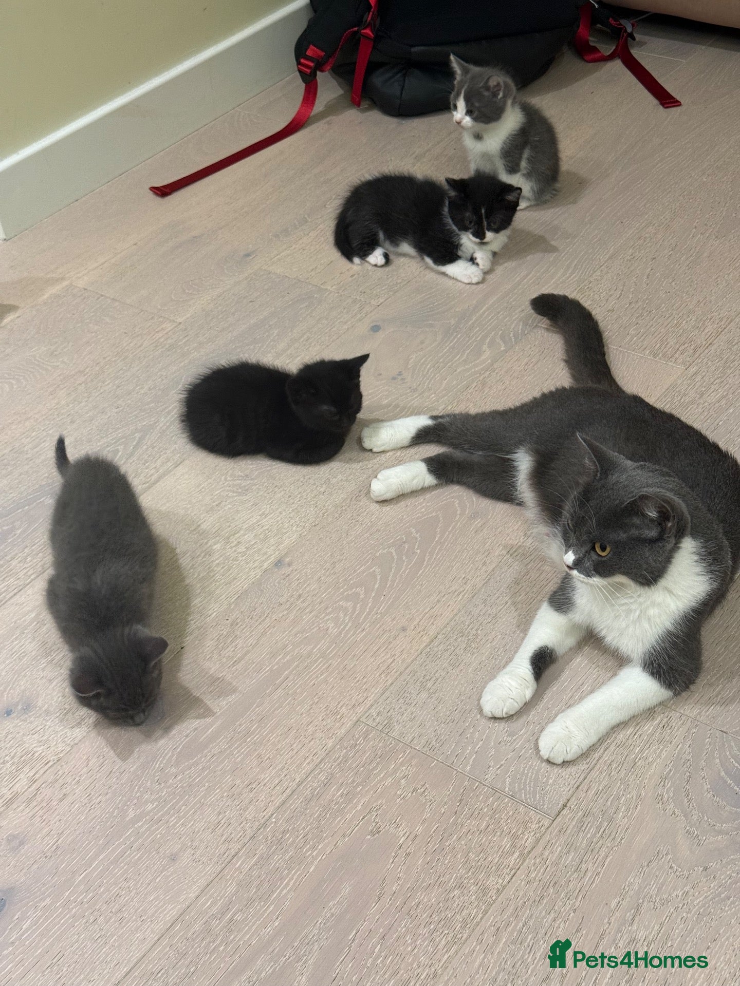 British Shorthair cats British shorthair mixed kittens looking for homes - Advert 1