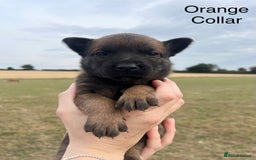Belgian Shepherd Dog dogs for sale: Beautiful Belgian Malinois puppies - Image 5