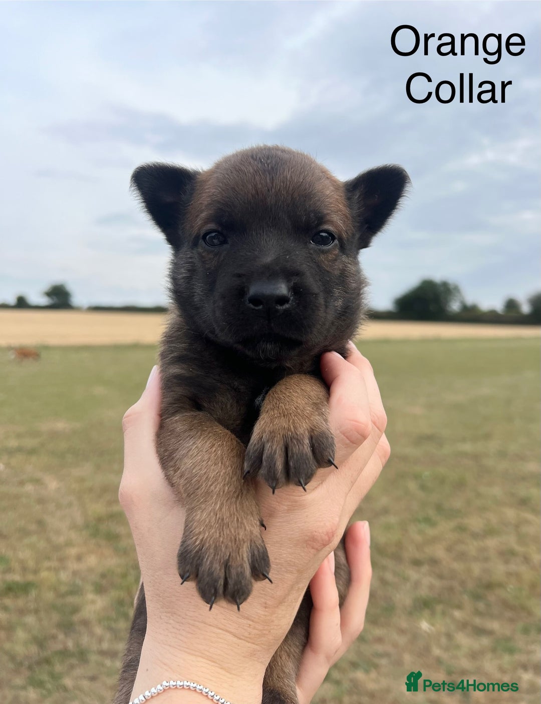 Belgian Shepherd Dog dogs for sale: Beautiful Belgian Malinois puppies - Image 5