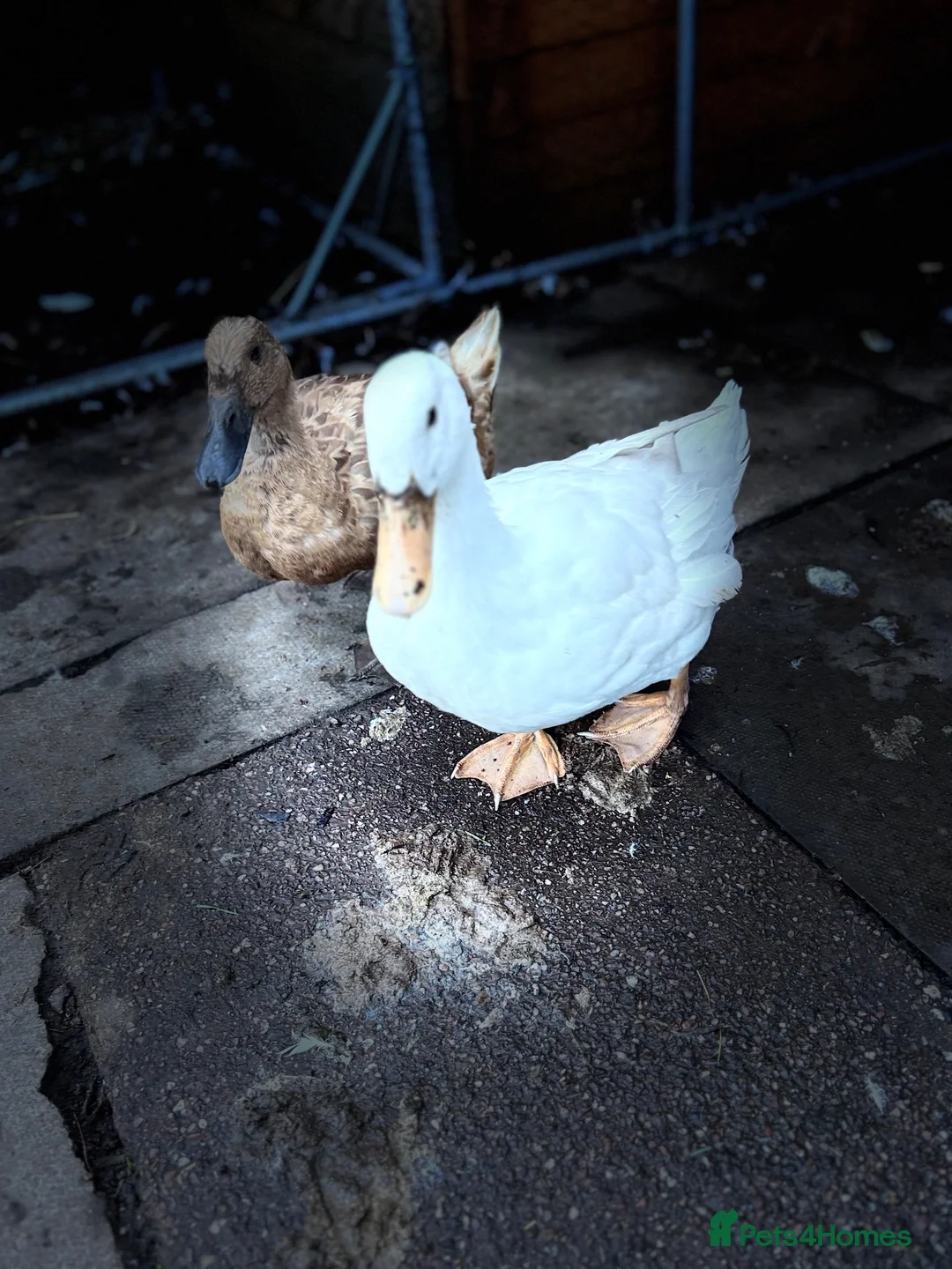 Ducks poultry for sale: Beautiful girls - Advert 6