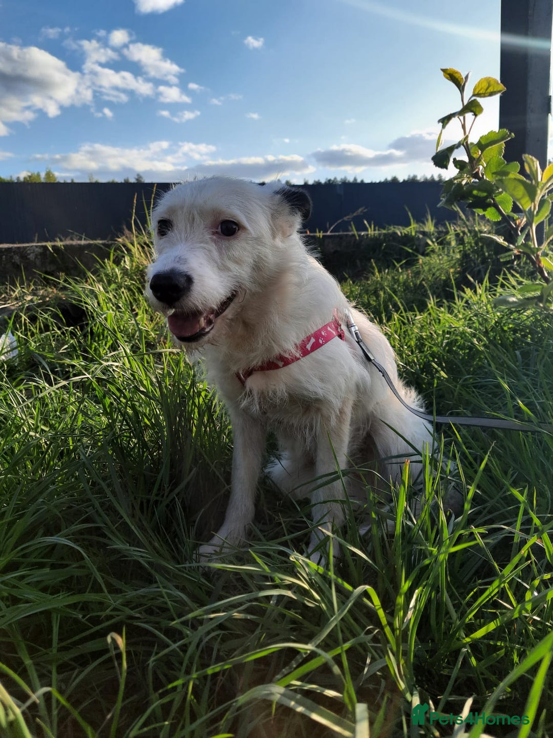 Mixed Breed dogs for adoption: 💖🐶 ATHENA 🐶💖 - Image 16