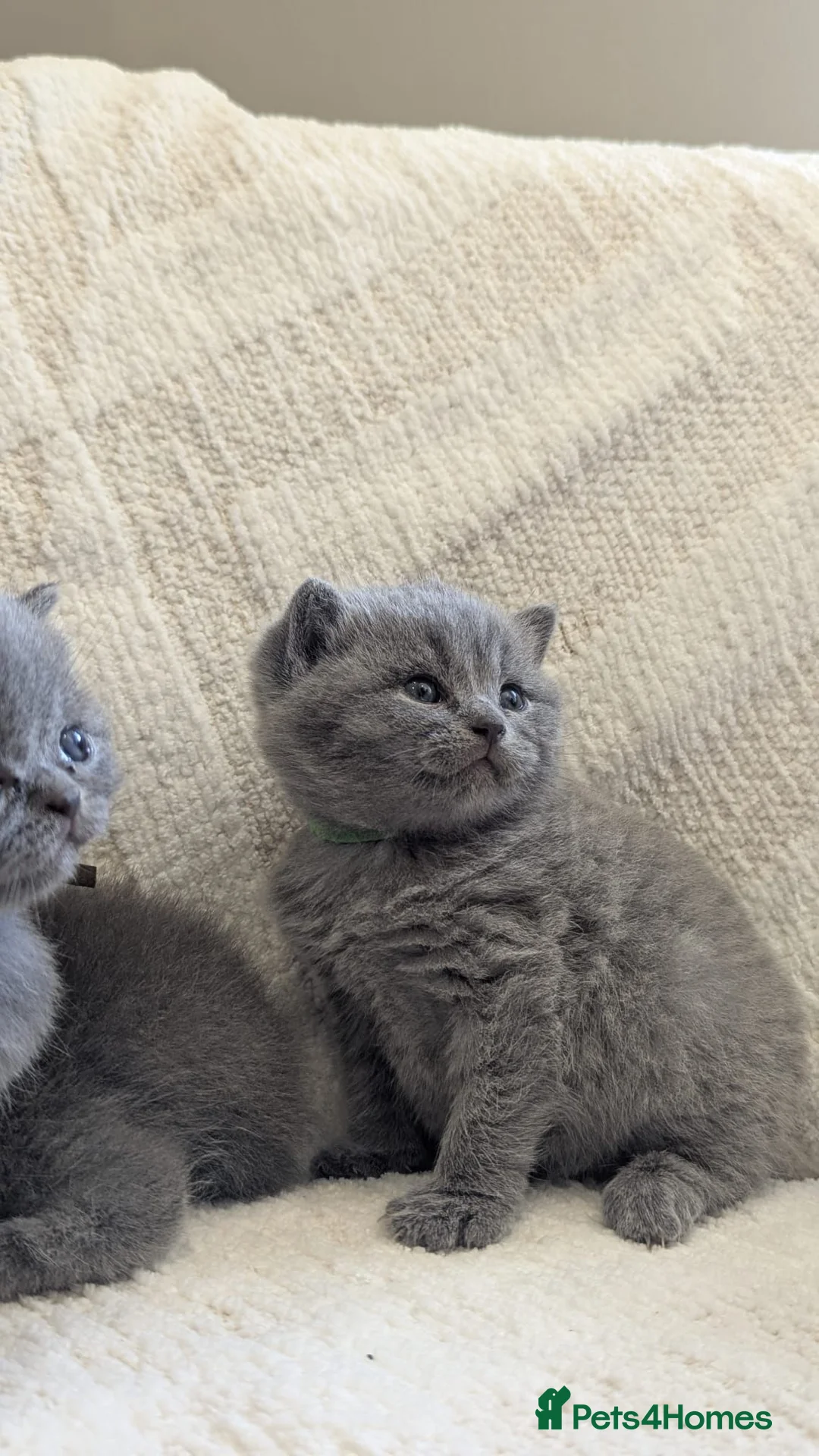 British Shorthair cats for sale: Pure Blue British Shorthair Kittens  in Chesterfield - Advert 9