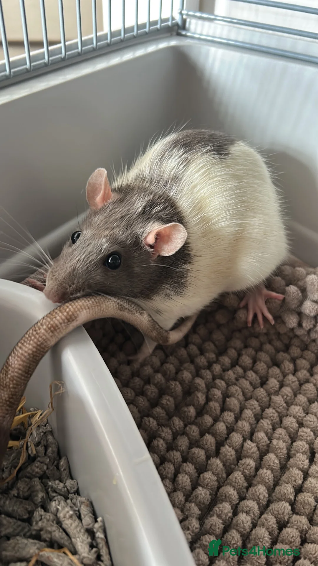 Rat rodents for sale: 3 Female Rats – Must Stay Together + Cage - Advert 1