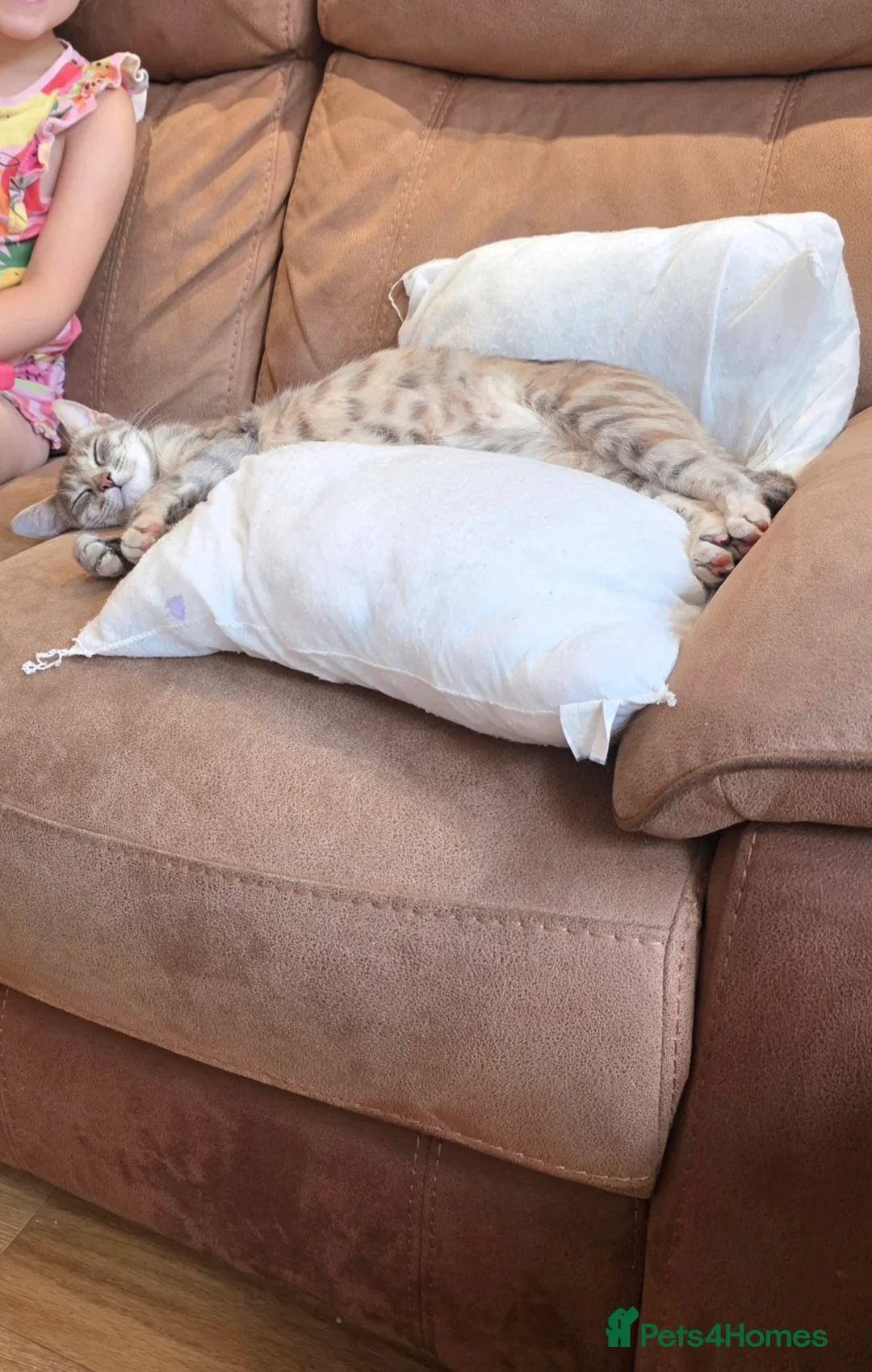 British Shorthair cats for sale: Lovely Female Cat For Sale  - Advert 2