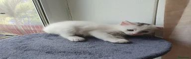 Turkish Angora 3