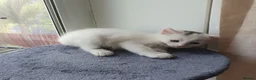 Turkish Angora cats for sale: Turkish angora 3 kittens for sale - Advert 2