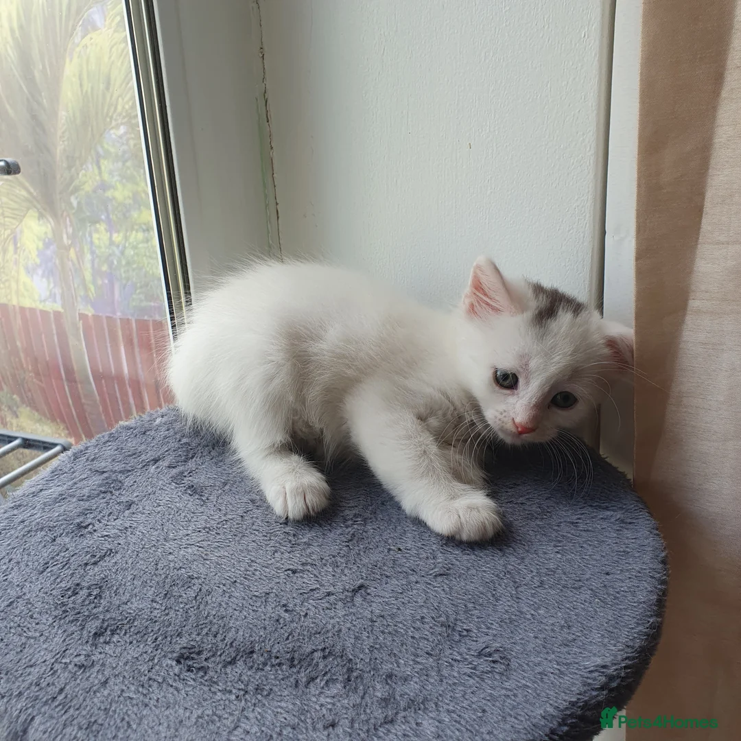 Turkish Angora cats for sale: Turkish angora 3 kittens for sale - Advert 2