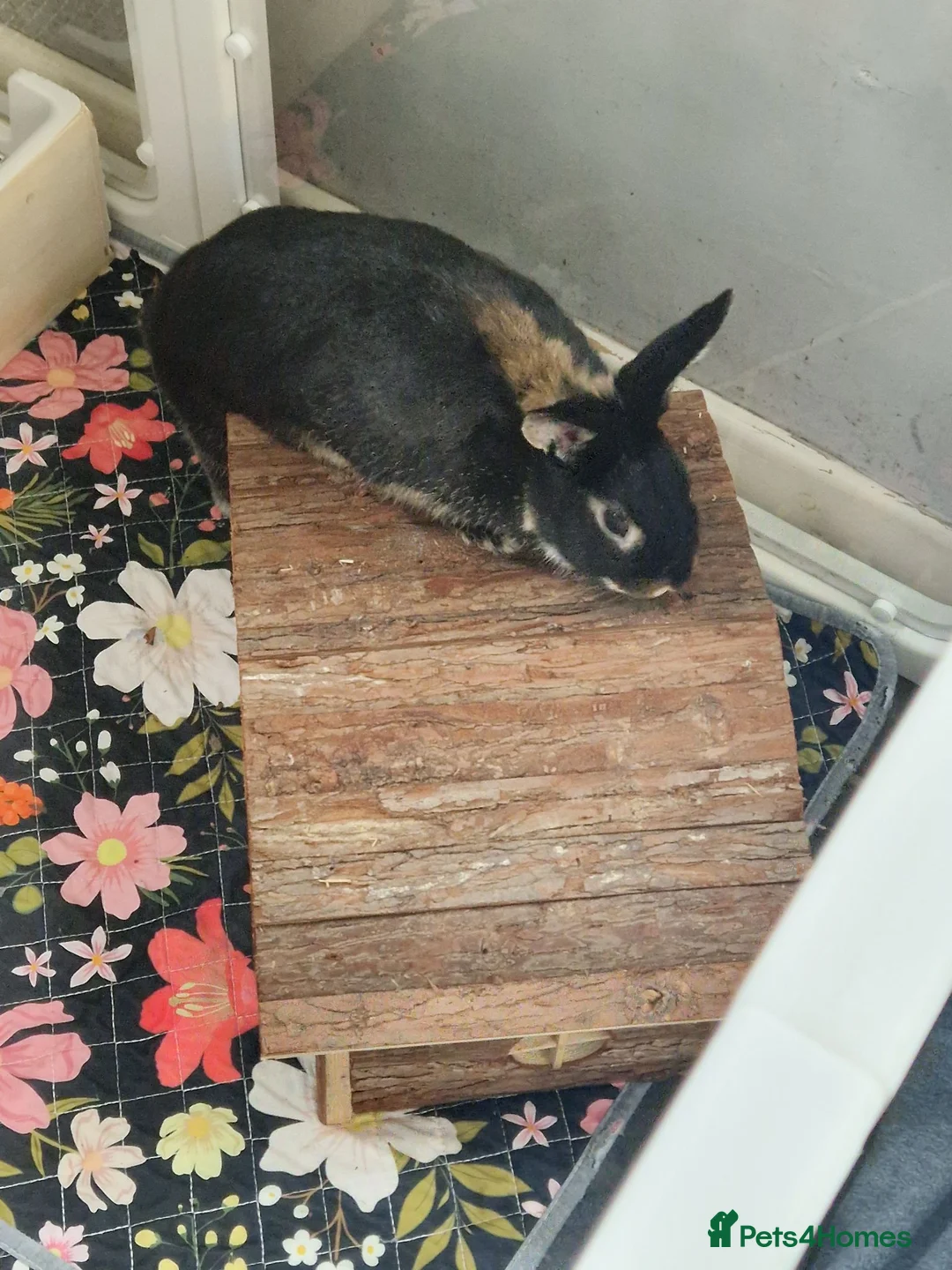 Rex rabbits for sale: female bunny 6mth old in Chorley - Advert 1