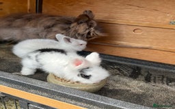 Lionhead rabbits for sale: Lionhead bunny - Image 7