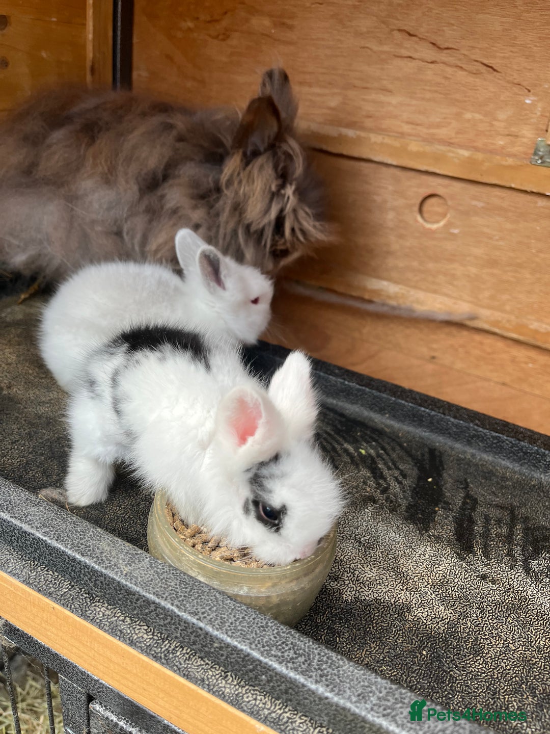 Lionhead rabbits for sale: Lionhead bunny - Image 7