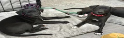 Whippet dogs for sale: KC black with white tip Whippet puppies - Advert 5