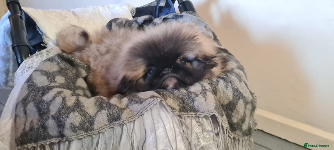 Pekingese dogs for sale: Pekingese  - Advert 10