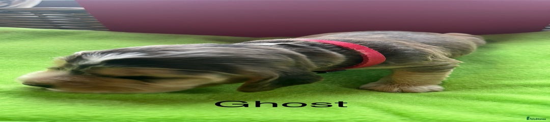 Cocker Spaniel Puppy 6