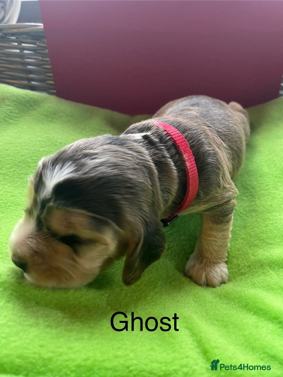 Cocker Spaniel dogs for sale: Exceptional KC registered Show Cocker Spaniels  - Image 23