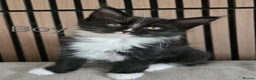 Maine Coon cats for sale: Maine coon brother and sister. - Advert 9