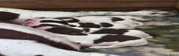 Sprocker dogs for sale: Beautiful littler of L&W sprocker puppies  in Lostwithiel - Advert 21