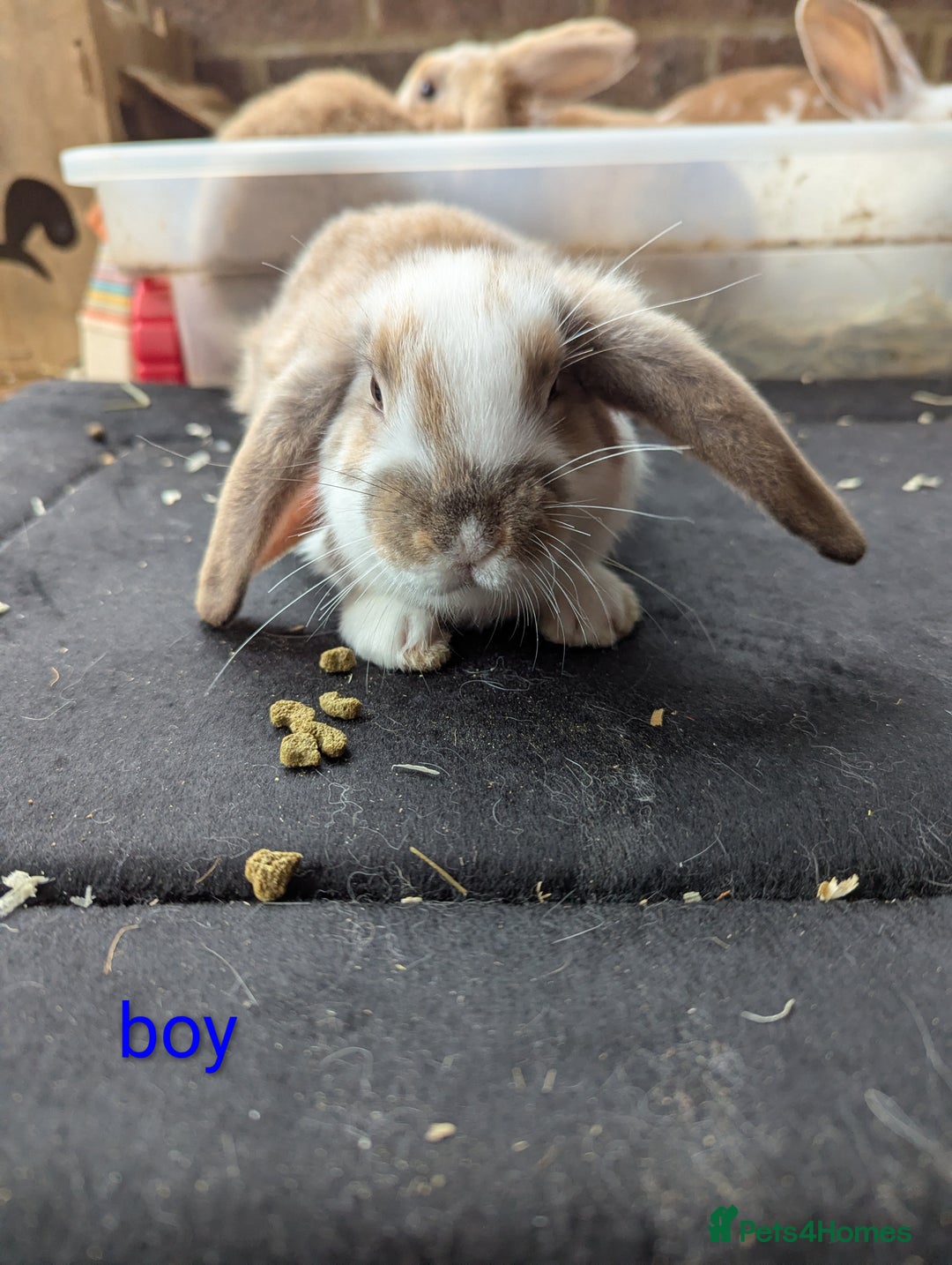 English Lop rabbits for sale: Lop mixed dot baby rabbits  - Advert 6
