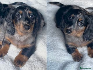 Miniature Dachshund dogs KC Long Hair Mini Dachshunds - Advert 6