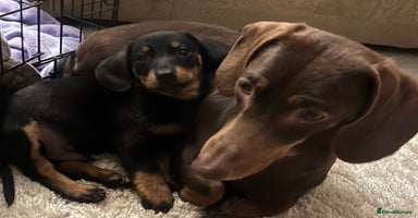 Dachshund dogs - Advert 7