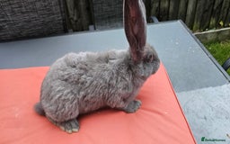 Continental Giant rabbits for sale: Merle colours  , rusian blue fur  - Image 6