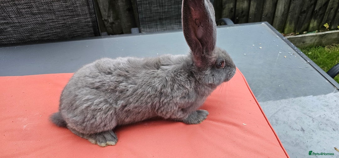 Continental Giant rabbits for sale: Merle colours  , rusian blue fur  - Image 6