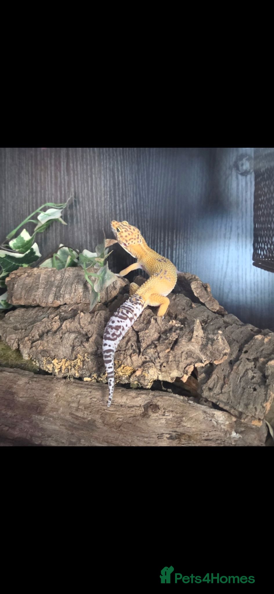 Leopard Gecko reptiles Leopard gecko male full set up - Advert 1