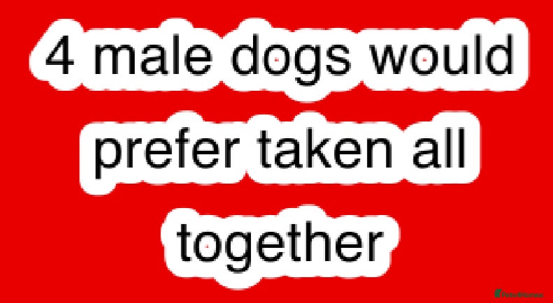 Mixed Breed dogs 4 male dogs please take - Advert 10