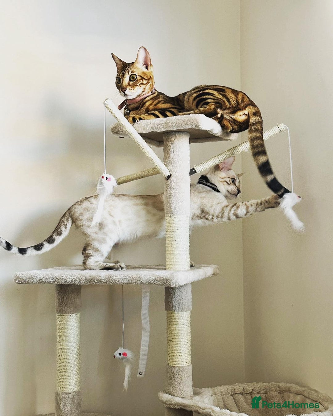 Bengal cats for stud: Bengal Snow for stud  - Advert 4
