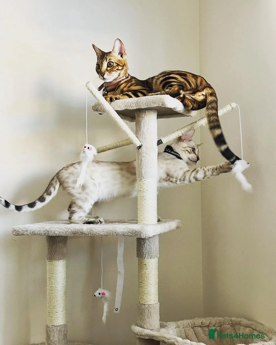 Bengal cats for stud: Bengal Snow for stud  - Advert 4