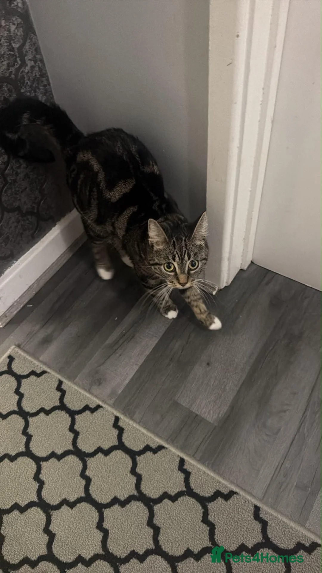 Mixed Breed cats for sale: Meet Lala  - Advert 2