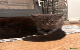 Maine Coon cats for sale: Maine coon x BSH babies - Image 3