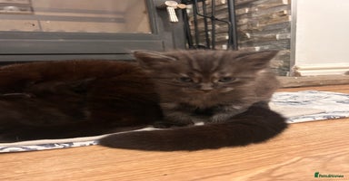 Maine Coon cats - Advert 7