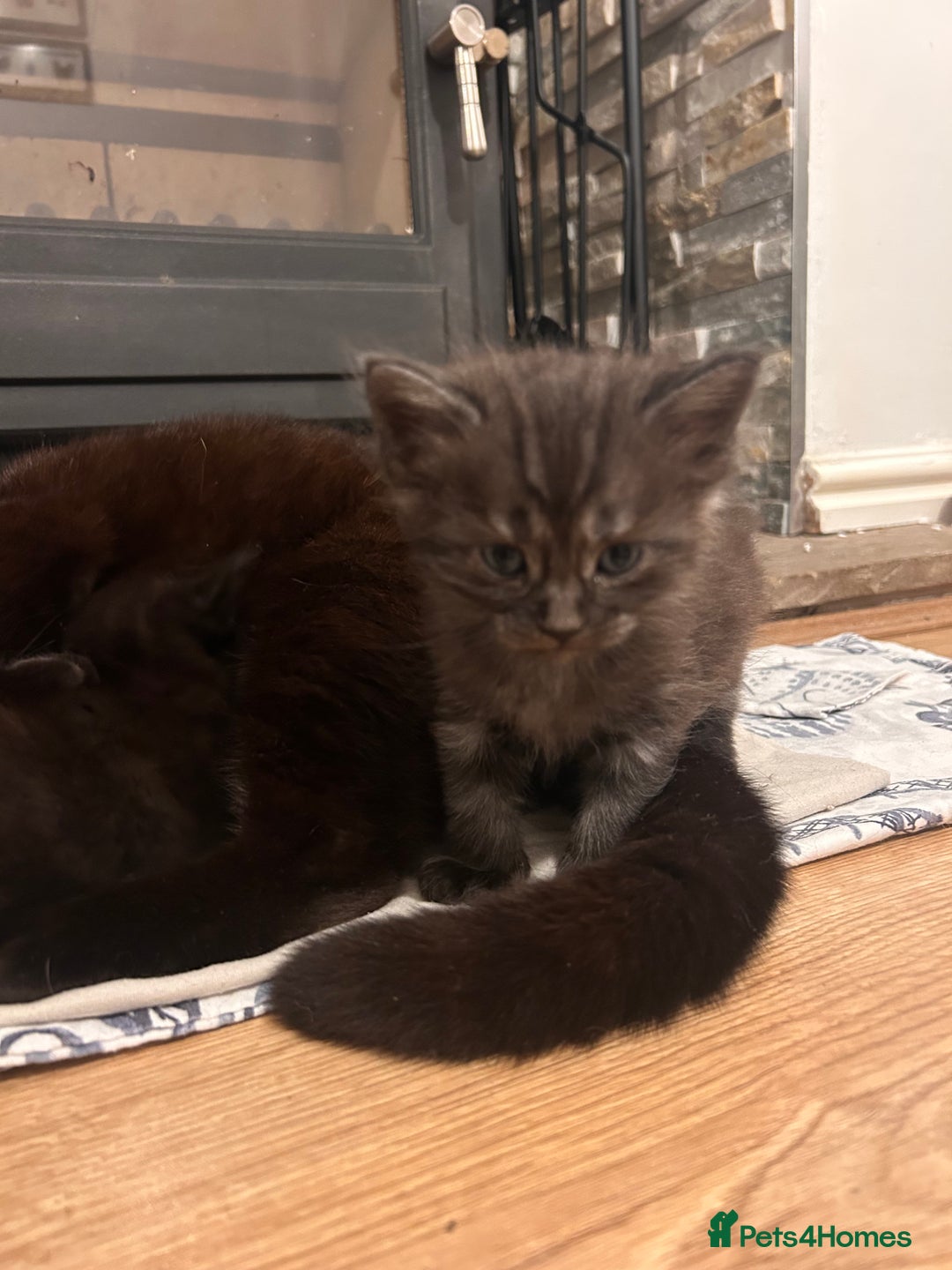 Maine Coon cats for sale: Maine coon x BSH babies - Image 3