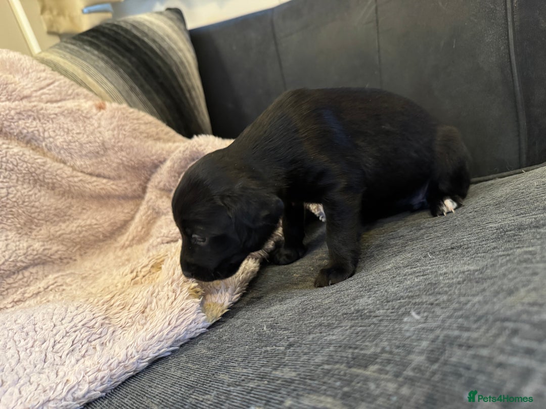 Mixed Breed dogs for sale: Cockerpoo cross lab pupies - Advert 7