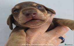 Miniature Dachshund dogs for sale: Shorthaired Minature Daschunds  - Image 8