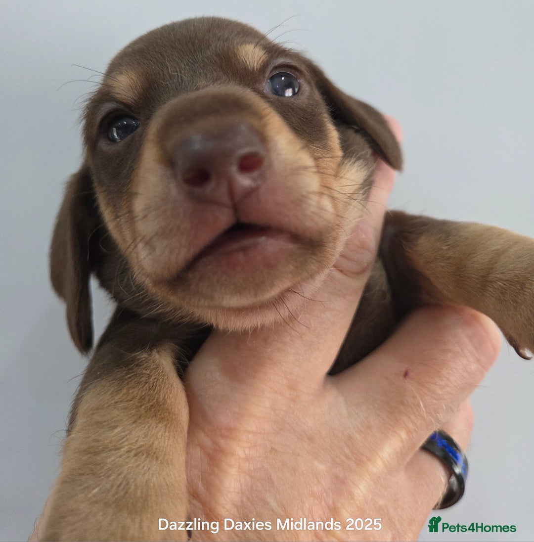 Miniature Dachshund dogs for sale: Shorthaired Minature Daschunds  - Image 8